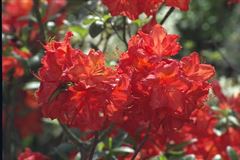 R.Feuerwerk